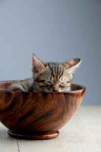 adorable animal baby bowl